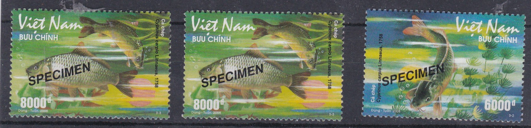 Вьетнам 2008 фауна рыбы надпечатка  specimen (образец)
