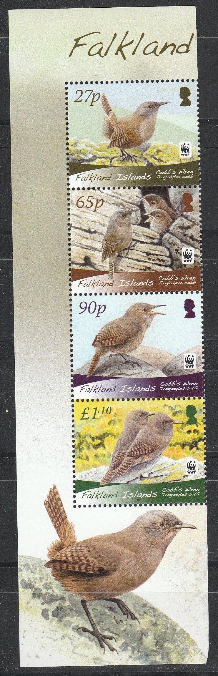 Фолкленды 2009 фауна птицы Крапивник Кобба